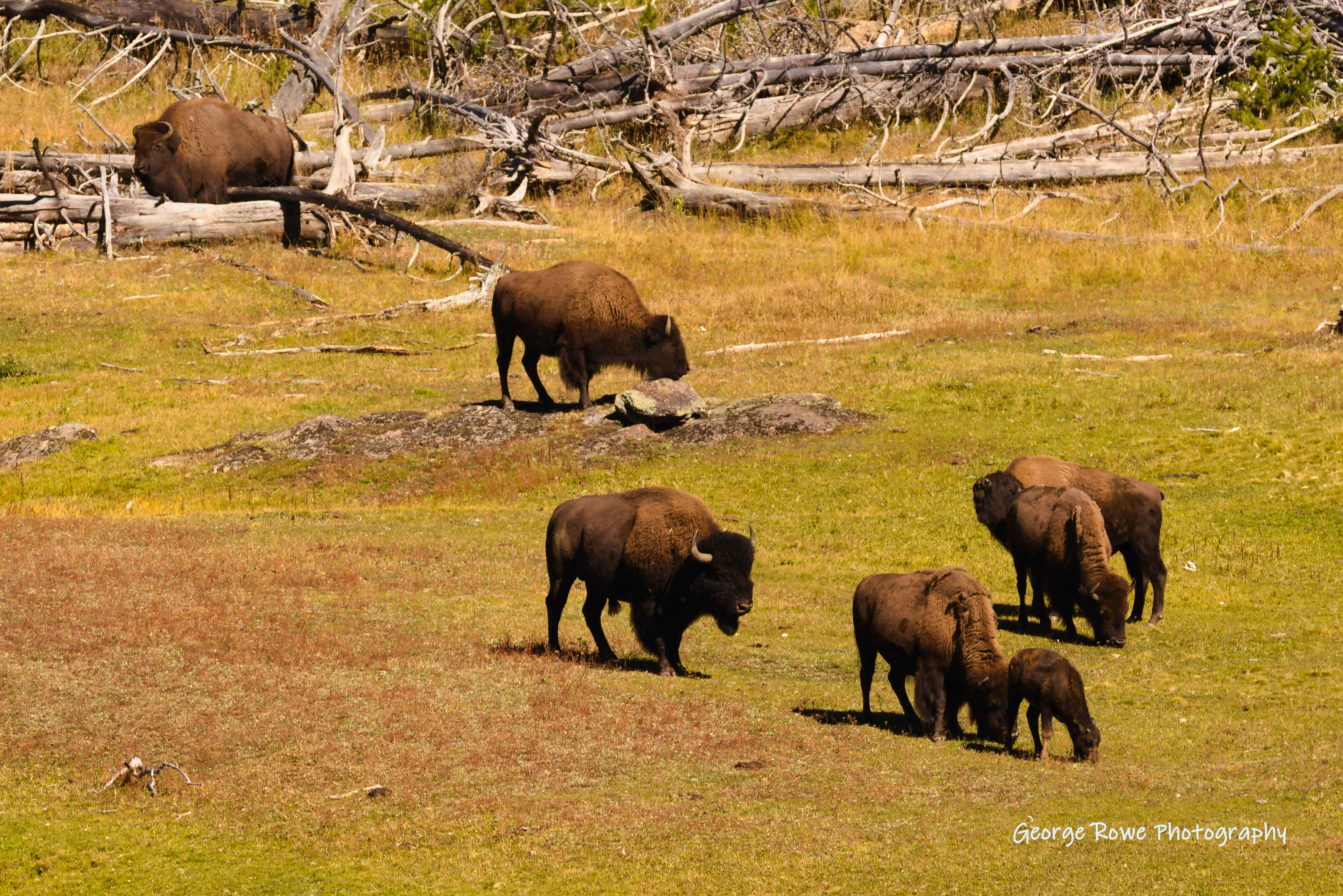 Wildlife-IMG_4834_rg.jpg
