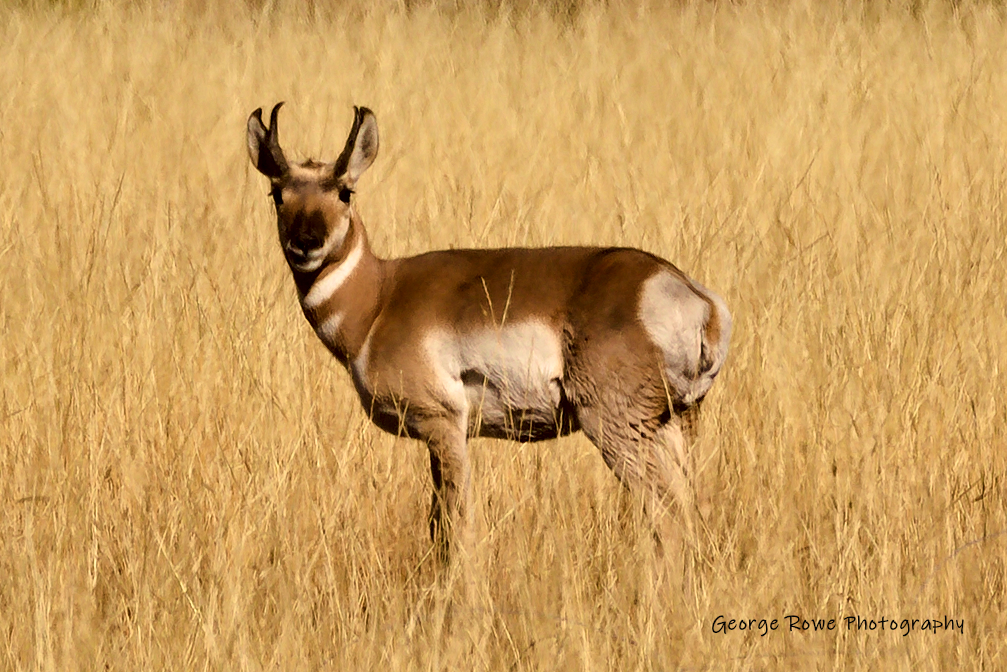 Wildlife-IMG_5050_rg.jpg