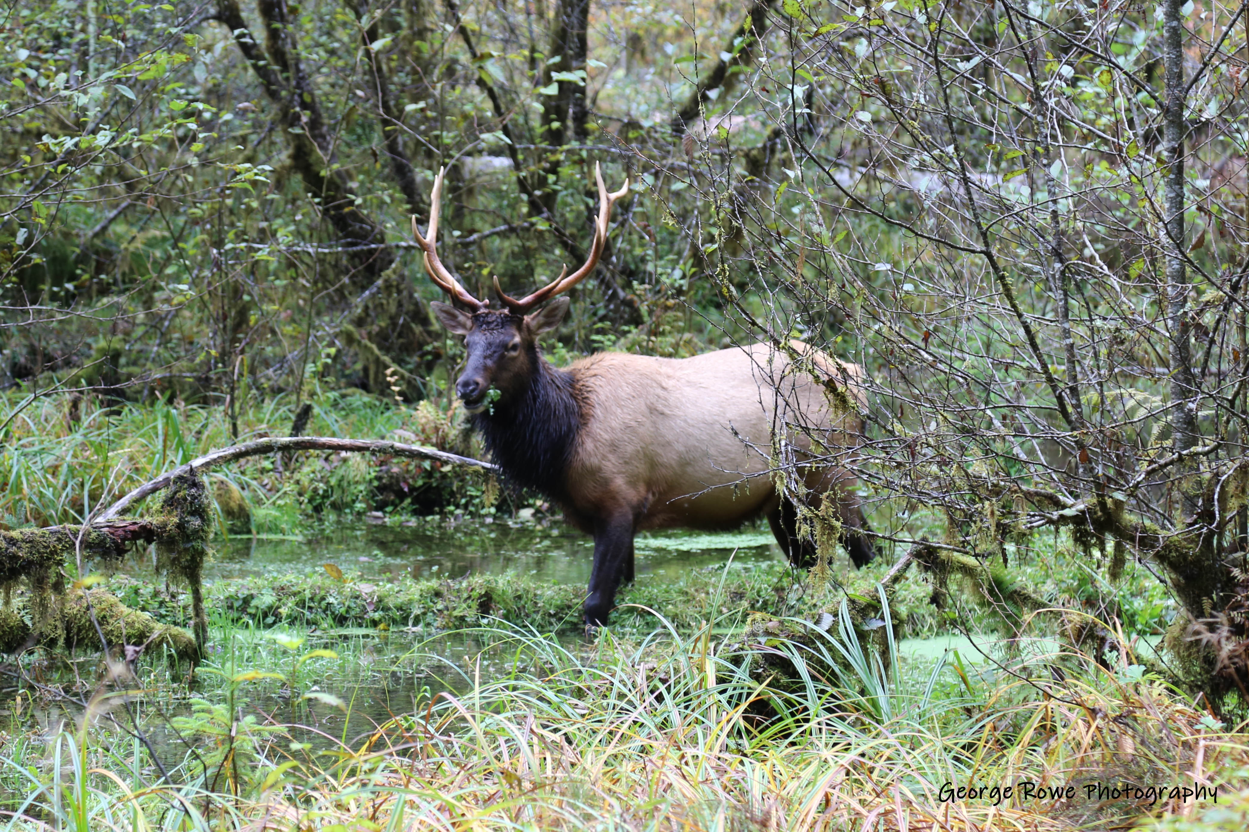 Wildlife-IMG_6555_g.jpg