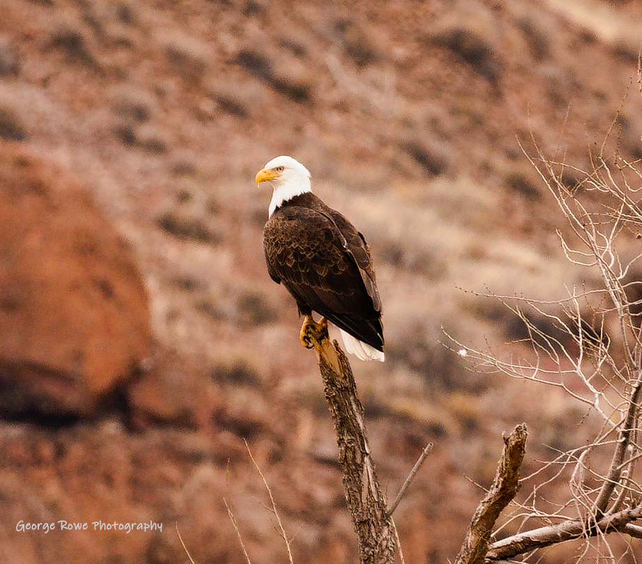Wildlife-IMG_7520_rg.jpg
